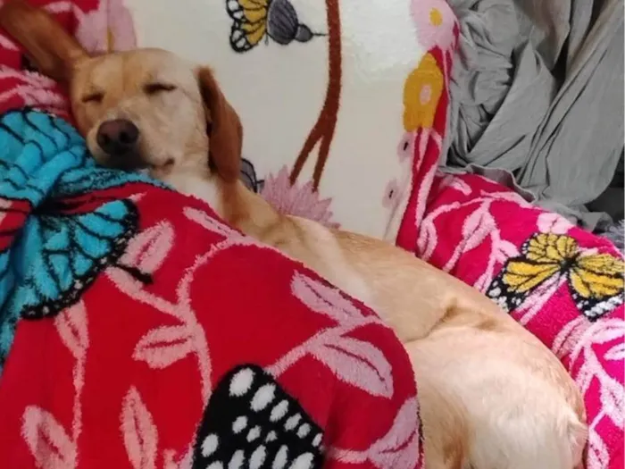 Cachorro ra a SRD-ViraLata idade 2 a 6 meses nome Falar com Damilza - Whats 11 99116-1429