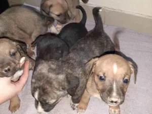 Cachorro raça SRD-ViraLata idade Abaixo de 2 meses nome Filhote
