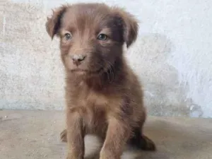 Cachorro raça SRD-ViraLata idade Abaixo de 2 meses nome Falar com Marinez - Whats 11 99853-7122