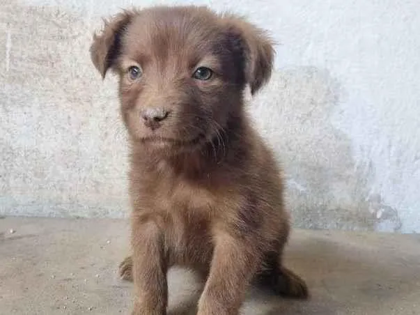 Cachorro ra a SRD-ViraLata idade Abaixo de 2 meses nome Falar com Marinez - Whats 11 99853-7122