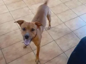 Cachorro raça SRD-ViraLata idade 2 a 6 meses nome Falar com Juliana - Whats 16 99340-7046