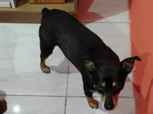 Cachorro raça SRD-ViraLata idade 2 a 6 meses nome Falar com Damilza - Whats 11 99116-1429