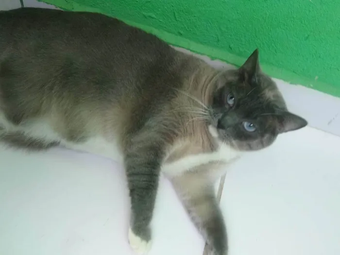 Gato ra a SRD-ViraLata idade 3 anos nome Nina