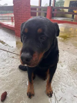 Cachorro raça Rottweiler idade 1 ano nome Falar com Pamela - Whats 11 97806-5116
