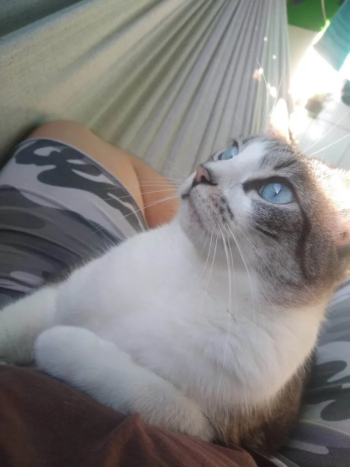 Gato ra a SRD-ViraLata idade 5 anos nome Princesa