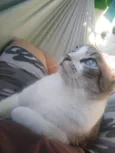 Princesa