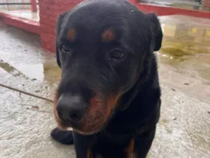 Cachorro raça Rottweiler idade 1 ano nome Falar com Pamela - Whats 11 97806-5116