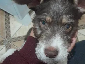 Cachorro raça SRD-ViraLata idade 2 a 6 meses nome Falar com Patricia - Whats 11 96552-6309