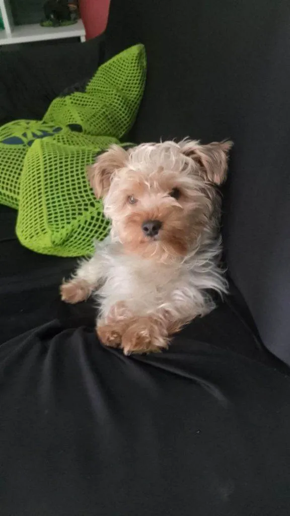 Cachorro ra a SRD-ViraLata idade 2 a 6 meses nome Falar com Thai - Whats 11 98148-3129