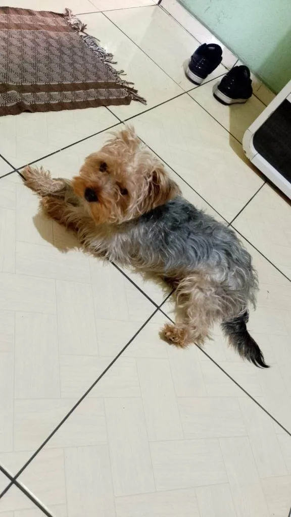 Cachorro ra a SRD-ViraLata idade 2 a 6 meses nome Falar com Thai - Whats 11 98148-3129