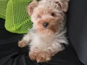 Cachorro raça SRD-ViraLata idade 2 a 6 meses nome Falar com Thai - Whats 11 98148-3129