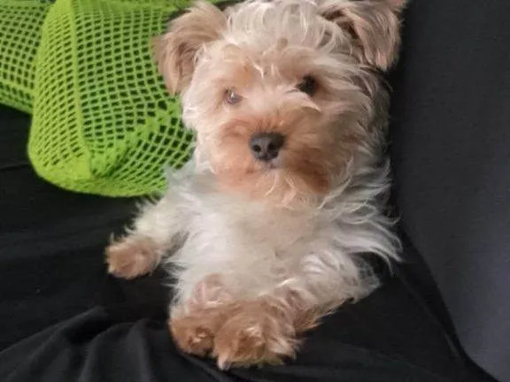 Cachorro ra a SRD-ViraLata idade 2 a 6 meses nome Falar com Thai - Whats 11 98148-3129