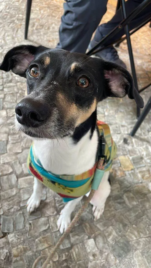 Cachorro ra a SRD-ViraLata idade 2 a 6 meses nome Falar com Talita - Whats 19 99135-1372