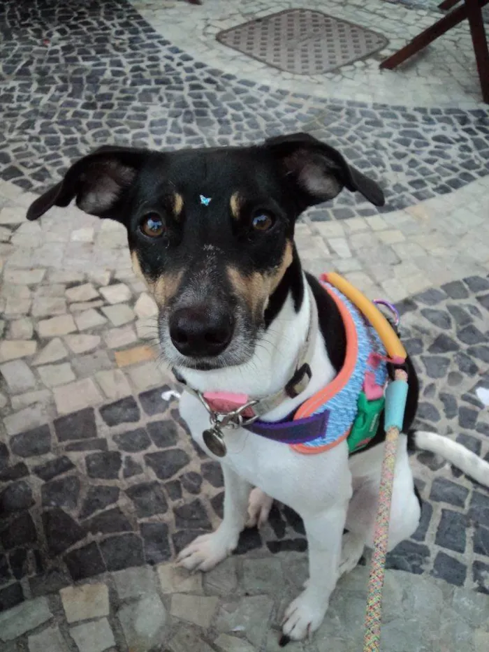Cachorro ra a SRD-ViraLata idade 2 a 6 meses nome Falar com Talita - Whats 19 99135-1372