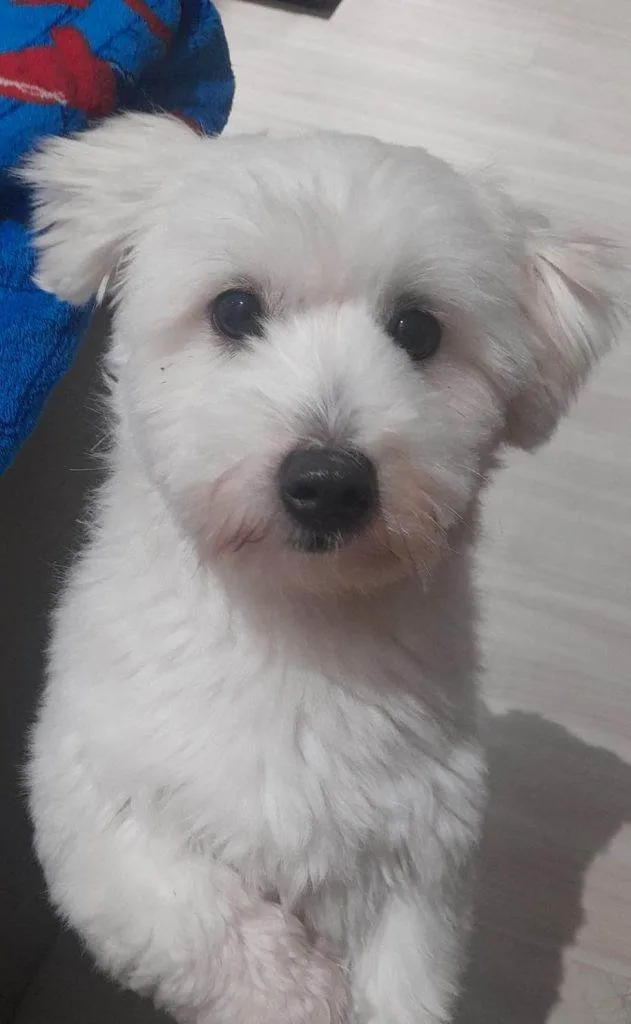 Cachorro ra a SRD-ViraLata idade 2 a 6 meses nome Falar com Gabriela - Whats 11 94566-6841