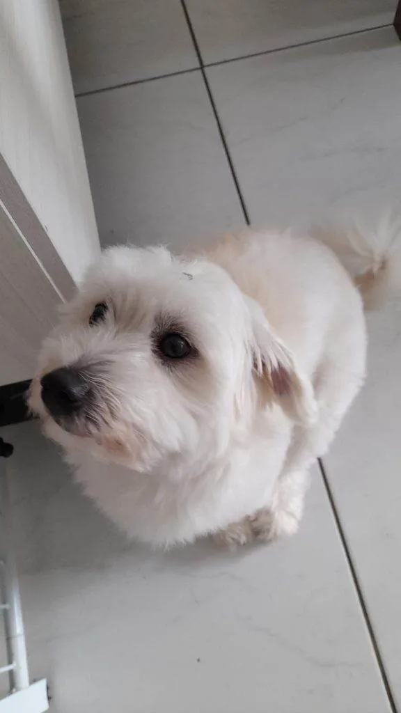 Cachorro ra a SRD-ViraLata idade 2 a 6 meses nome Falar com Gabriela - Whats 11 94566-6841
