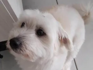 Cachorro raça SRD-ViraLata idade 2 a 6 meses nome Falar com Gabriela - Whats 11 94566-6841