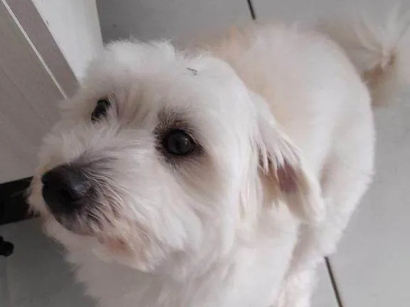 Cachorro ra a SRD-ViraLata idade 2 a 6 meses nome Falar com Gabriela - Whats 11 94566-6841