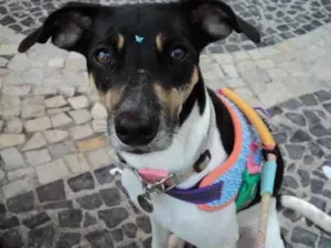 Cachorro raça SRD-ViraLata idade 2 a 6 meses nome Falar com Talita - Whats 19 99135-1372