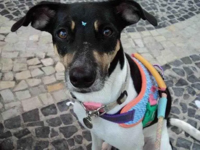 Cachorro ra a SRD-ViraLata idade 2 a 6 meses nome Falar com Talita - Whats 19 99135-1372