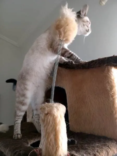 Gato ra a SRD-ViraLata idade 2 a 6 meses nome MARIETA MIX