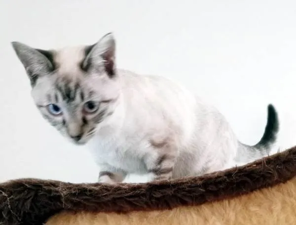 Gato ra a SRD-ViraLata idade 2 a 6 meses nome MARIETA MIX