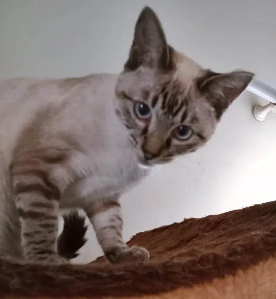 Gato ra a SRD-ViraLata idade 2 a 6 meses nome MARIETA MIX