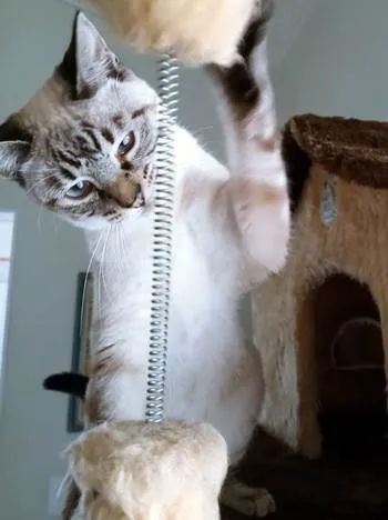 Gato ra a SRD-ViraLata idade 2 a 6 meses nome MARIETA MIX