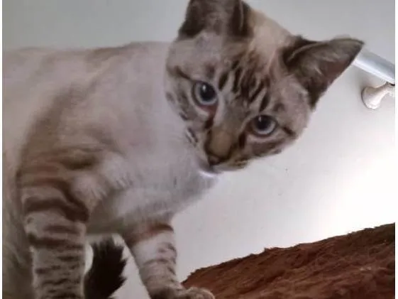 Gato ra a SRD-ViraLata idade 2 a 6 meses nome MARIETA MIX