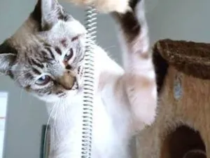 Gato raça SRD-ViraLata idade 2 a 6 meses nome MARIETA MIX