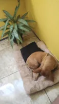 Tica