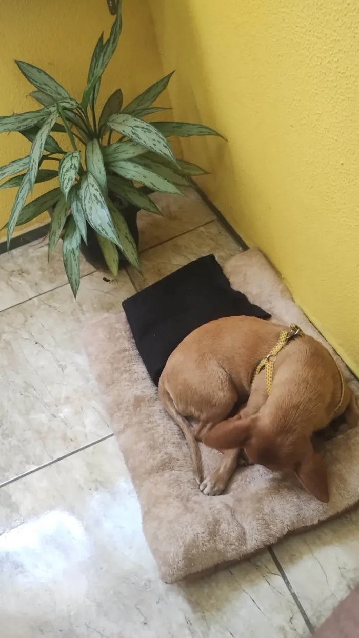 Cachorro ra a SRD-ViraLata idade 3 anos nome Tica