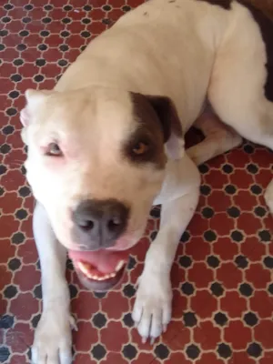 Cachorro raça Pit-Bull idade 4 anos nome Madonna