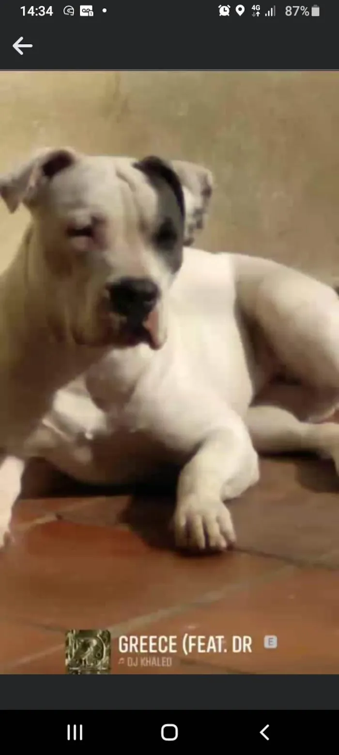 Cachorro ra a Pit-Bull idade 4 anos nome Madonna