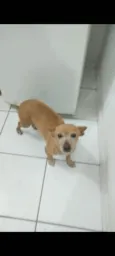 Tica