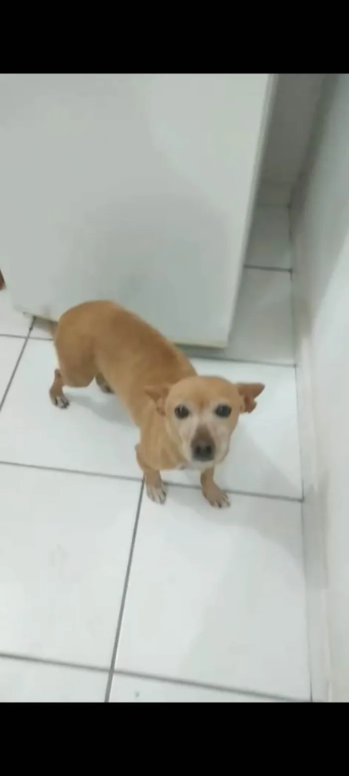 Cachorro ra a SRD-ViraLata idade 3 anos nome Tica
