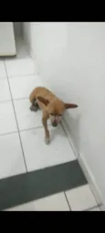 Tica