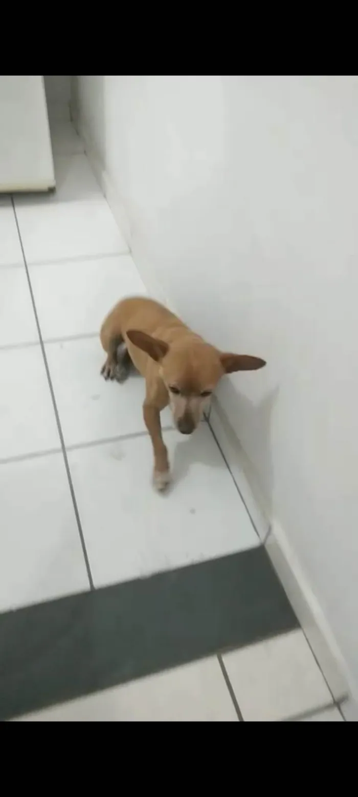 Cachorro ra a SRD-ViraLata idade 3 anos nome Tica