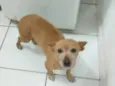 Tica