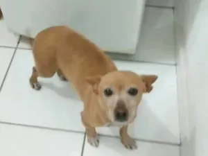 Cachorro raça SRD-ViraLata idade 3 anos nome Tica