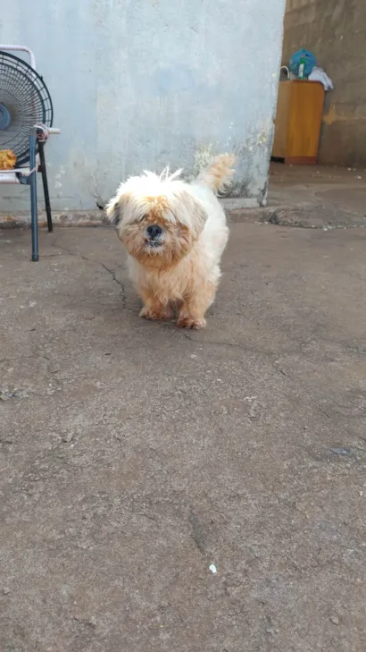 Cachorro raça Cocker idade 4 anos nome ANAZIR VALENTIN SANTOS