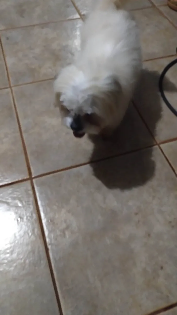 Cachorro ra a Cocker idade 4 anos nome ANAZIR VALENTIN SANTOS