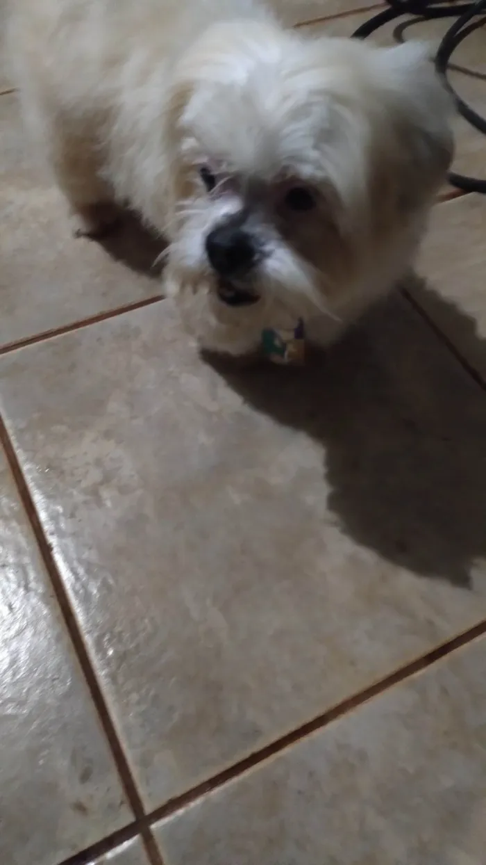 Cachorro ra a Cocker idade 4 anos nome ANAZIR VALENTIN SANTOS