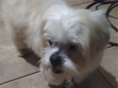 Cachorro raça Cocker idade 4 anos nome ANAZIR VALENTIN SANTOS