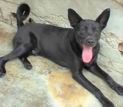 Cachorro ra a SRD-ViraLata idade 2 anos nome Duke