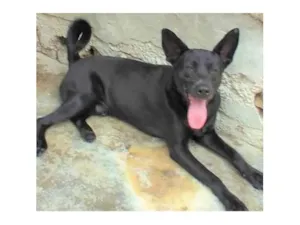 Cachorro raça SRD-ViraLata idade 2 anos nome Duke