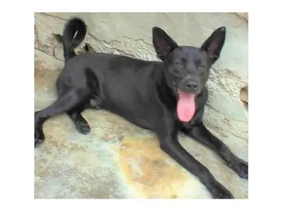 Cachorro raça SRD-ViraLata idade 2 anos nome Duke