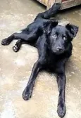 Bebeto