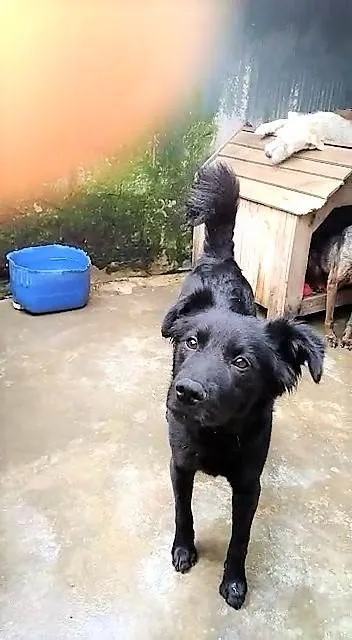 Cachorro ra a SRD-ViraLata idade 1 ano nome Bebeto