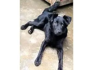 Cachorro raça SRD-ViraLata idade 1 ano nome Bebeto
